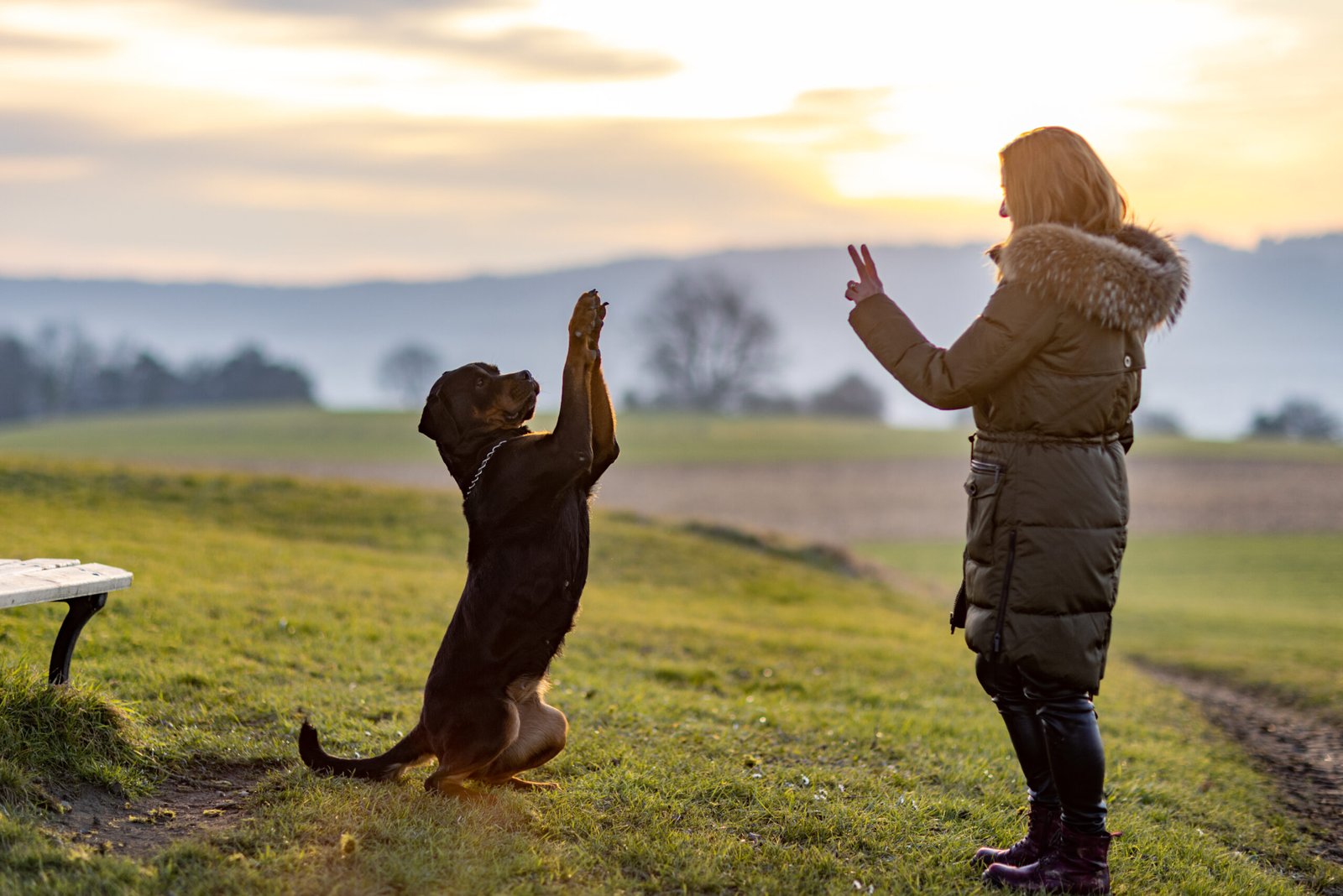 Basic Obedience Training for Dogs Where to Start