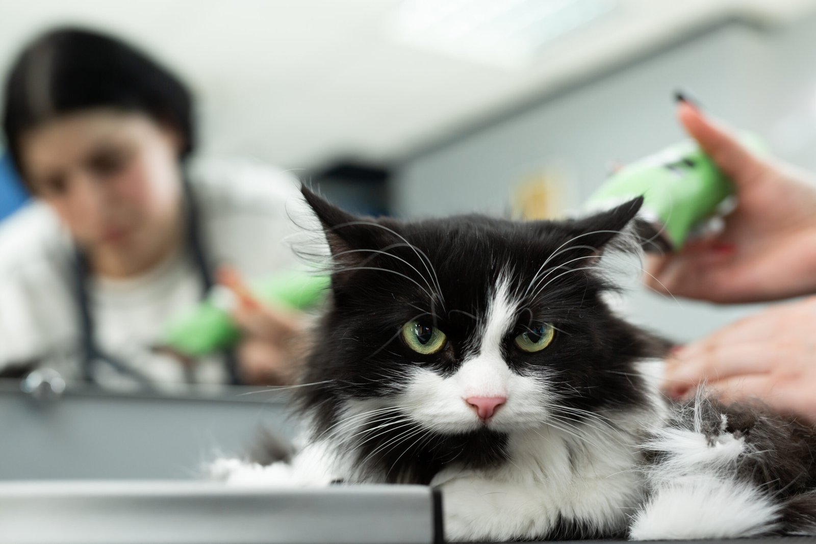 Decoding Cat Behavior