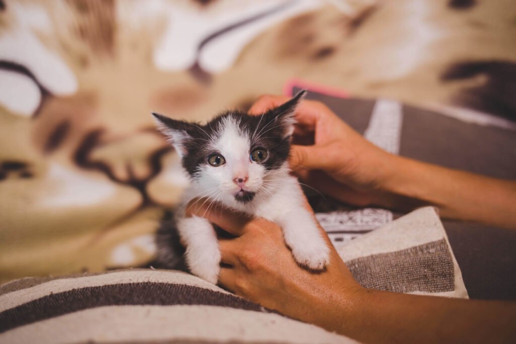 Effortlessly Litter Train Your New Kitten: Proven Tips for a Clean and ...