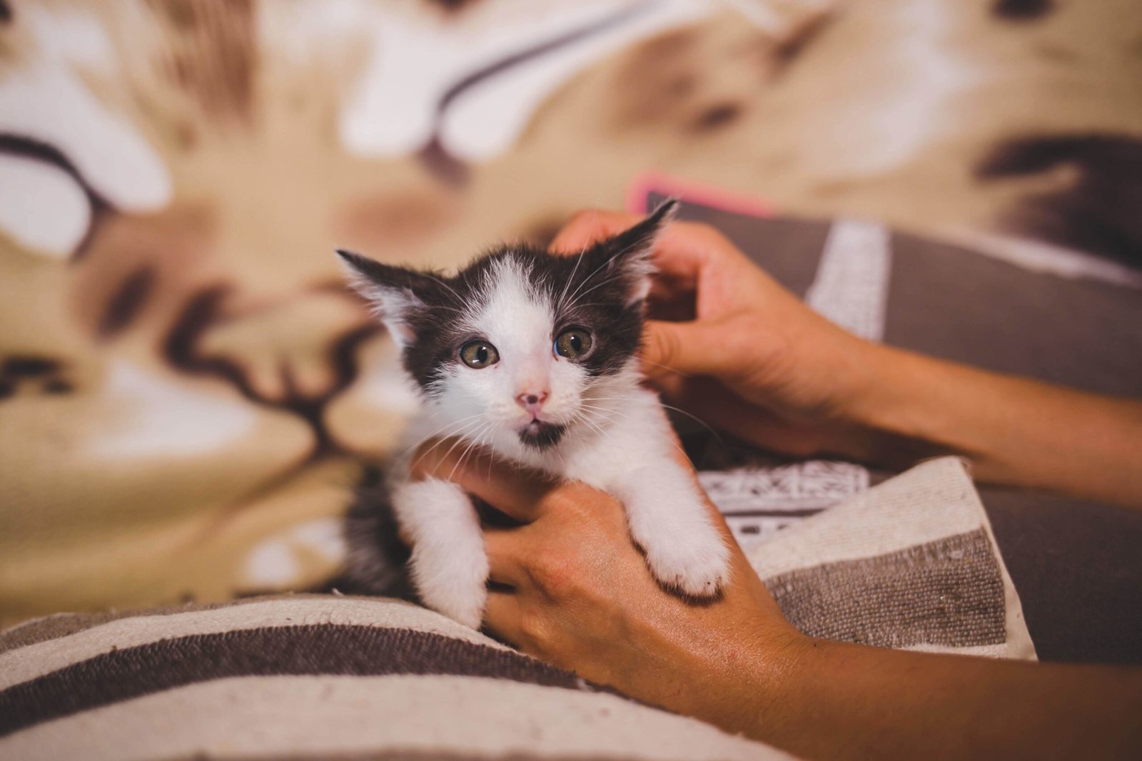 Litter Train Your New Kitten