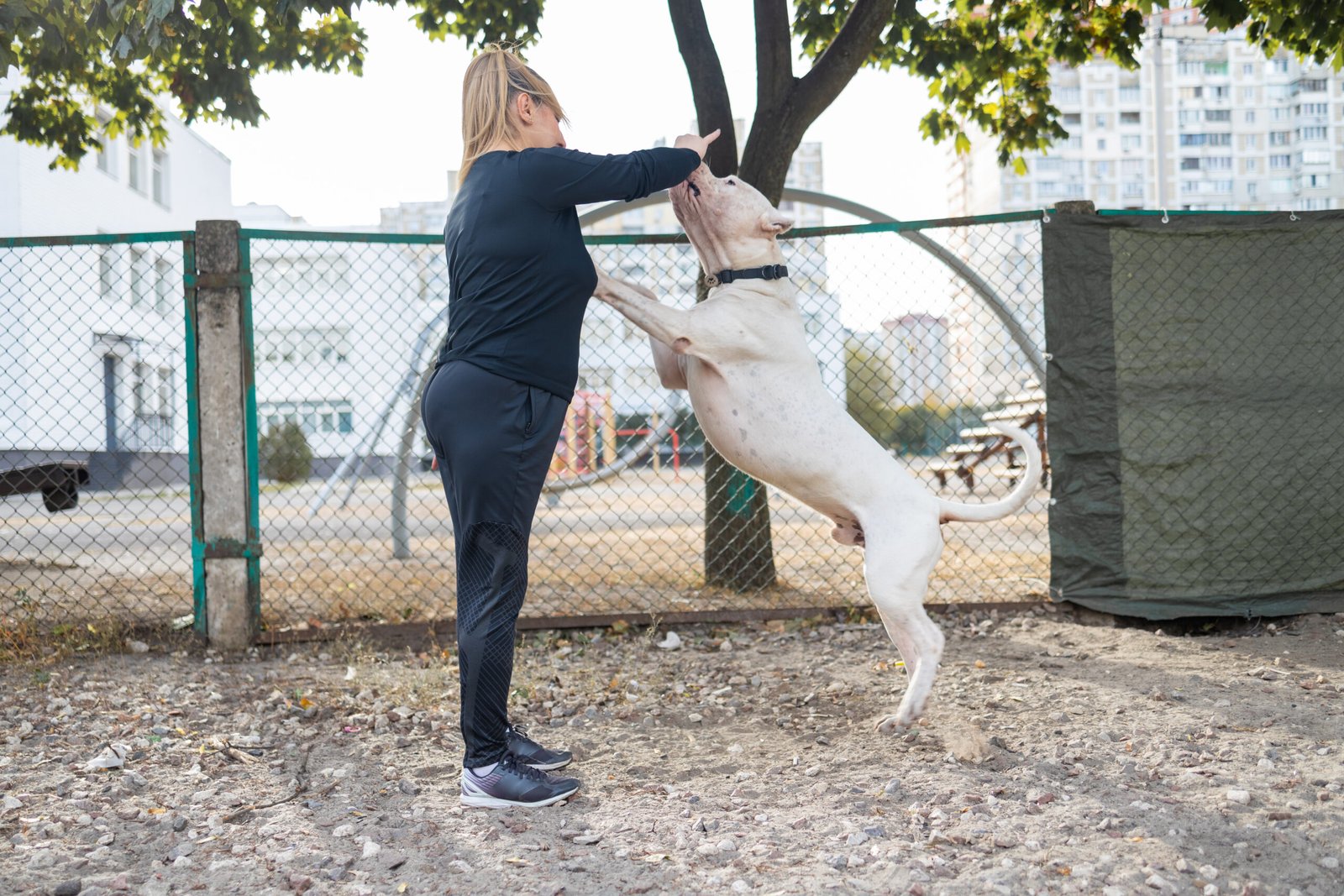 Teach Your Dog These Amazingly Fun Tricks at Home to Create an Unbreakable Bond and Endless Joy!